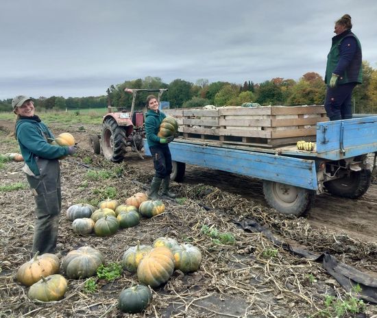 Kürbisernte auf dem Acker