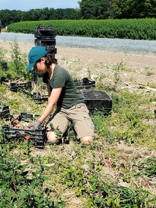 Trocknung Schalotten