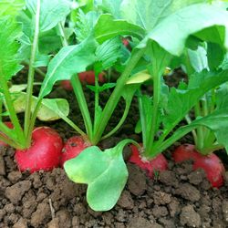 Radieschen 