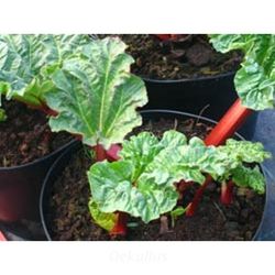 Jungpflanzen Rhabarber