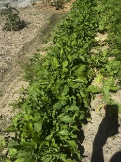 Genussgarten Vlies