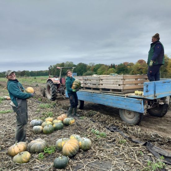 Muskat Kürbis Ernte