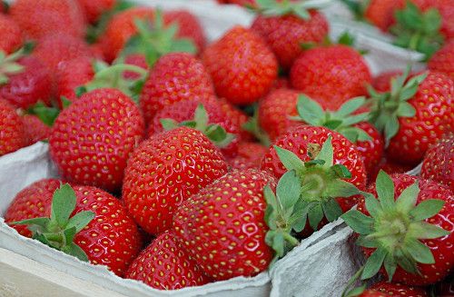 Erdbeeren Biofakt
