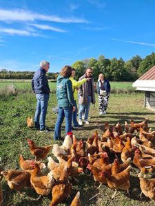 Besuch bei unseren Hühnern