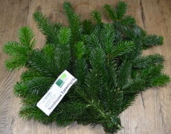 Tannengrün Nordmann