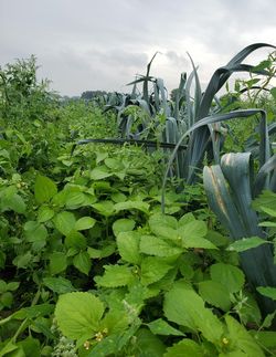 Unkraut Porreeanbau