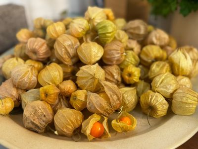 Physalis
