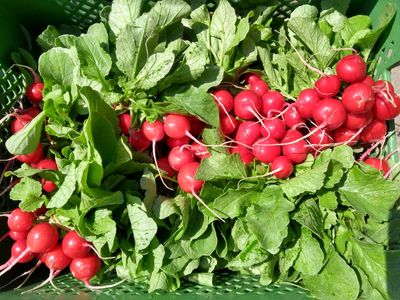 Radieschen