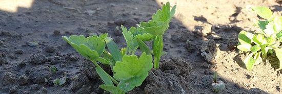 Pastinaken Keimling mit erstem Blatt nach Keimblatt