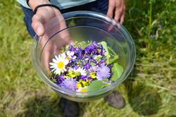 Kräuterwanderung Essbare Wildpflanzen