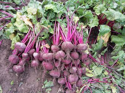 Rote Bete im Bund