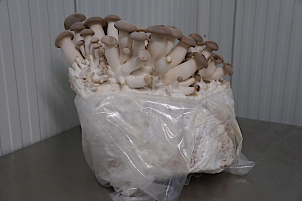 Kräuterseitlingen Anzucht