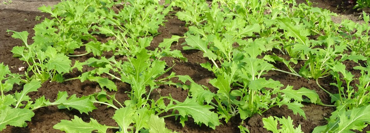 KI generiert: Grünes Gemüse wächst in Reihen auf einem Feld.