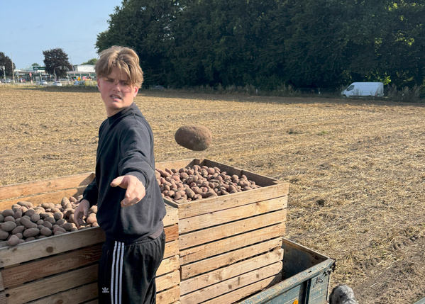 Anton wirft eine Kartoffel 