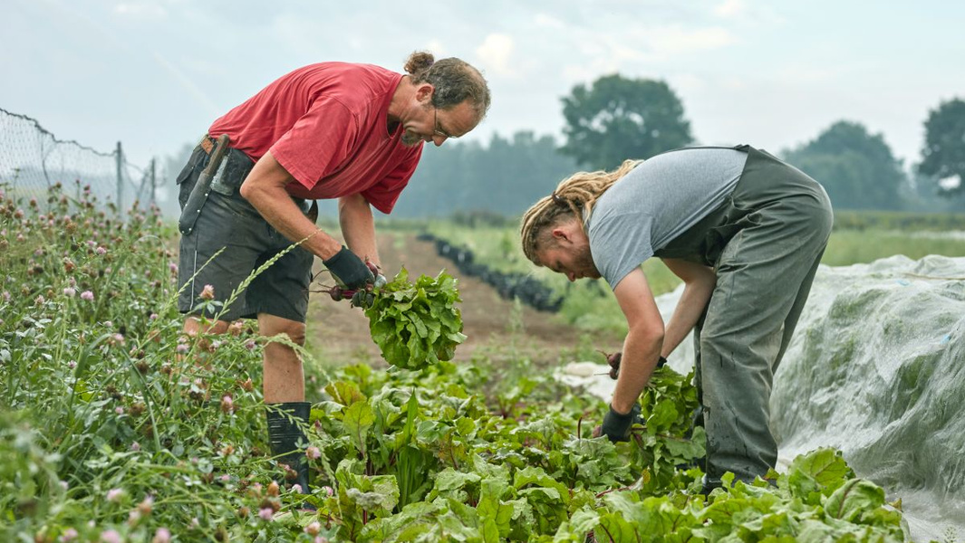 KI generiert: Zwei Personen ernten Gemüse auf einem Feld.