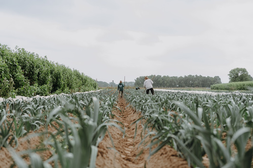 KI generiert: Zwei Personen arbeiten in einem Feld. Im Hintergrund sind Bäume zu sehen.