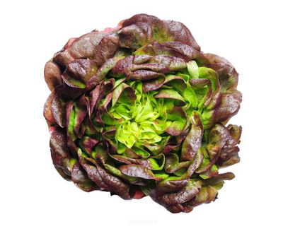 Produktfoto zu Salanovasalat rot