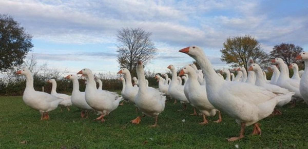 Produktfoto zu Weihnachtsgans regional (ca. 4 - 5,5 kg)