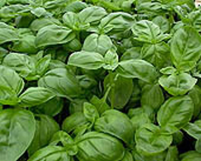 Produktfoto zu Topf Basilikum