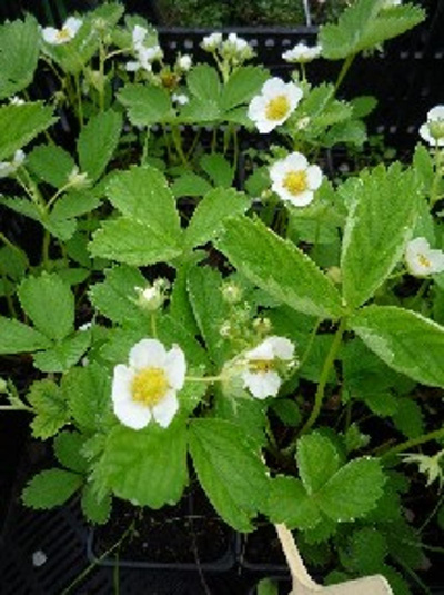 Produktfoto zu Erdbeere, Jungpflanze