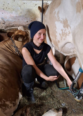 KI generiert: Eine Person melkt eine Kuh mit einem Gerät in einem Stall.
