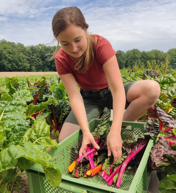 KI generiert: Frau erntet frischen Mangold in einem Feld, füllt ihn in eine grüne Kiste.