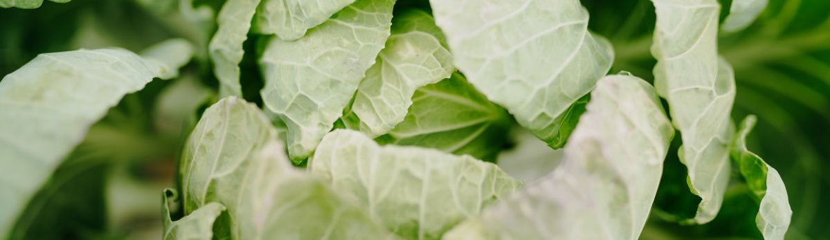 KI generiert: Nahaufnahme von grünen Kohlblättern.