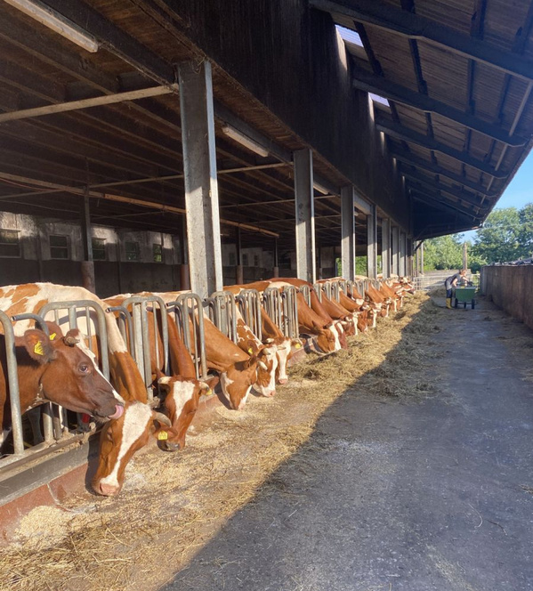 KI generiert: Kühe in einem Stall fressen Heu.