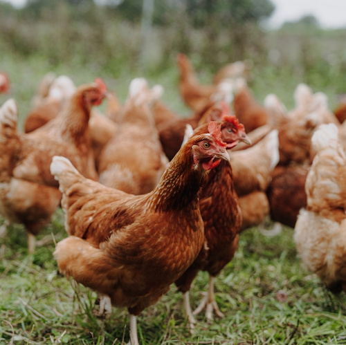 KI generiert: Eine Gruppe brauner Hühner steht auf einer grünen Wiese.