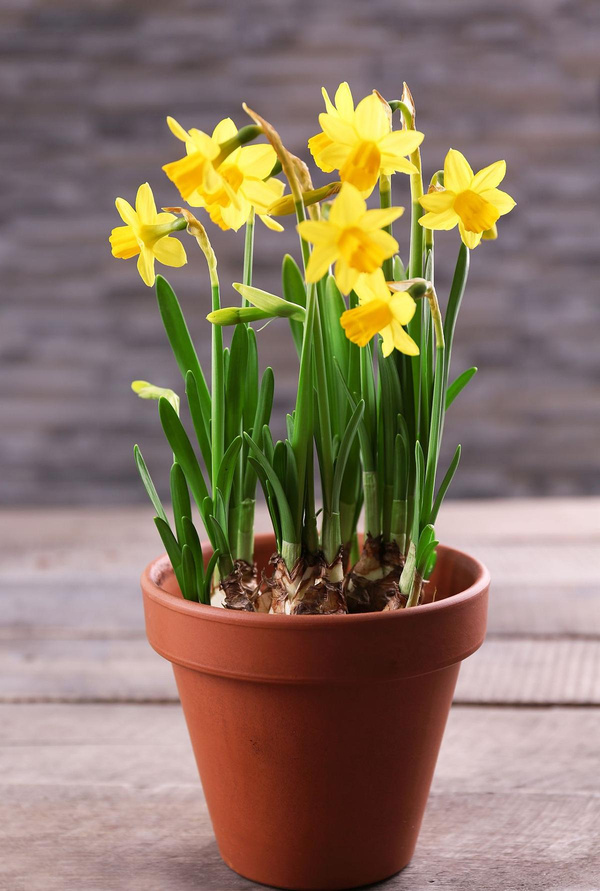 Produktfoto zu Narzissen (gelb) im Tontopf