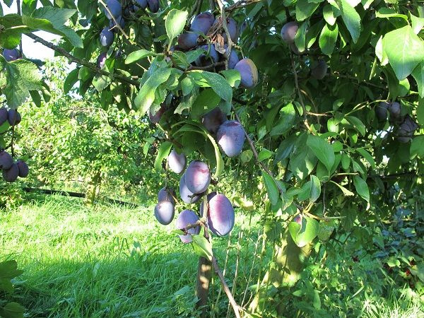 KI generiert: Pflaumenbaum mit reifen Pflaumen unter Sonnenschein im Grünen.