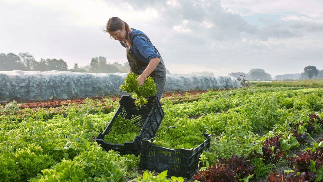 KI generiert: Person erntet Salat auf einem Feld, im Hintergrund sind Pflanzenreihen und ein bewölkter Himmel zu sehen.