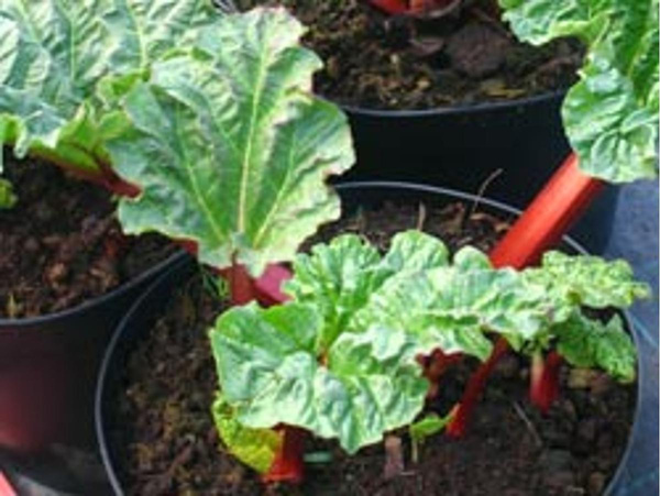 Produktfoto zu Topf Rhabarber, Jungpflanze