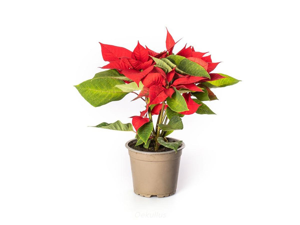 Produktfoto zu Weihnachtsstern rot