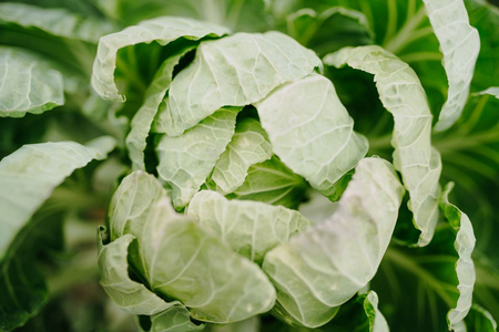 Frisch aus der Region Gemüse