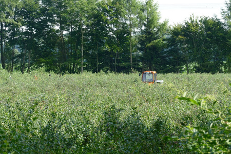 Heidelbeerfeld mit Erntefahrzeug