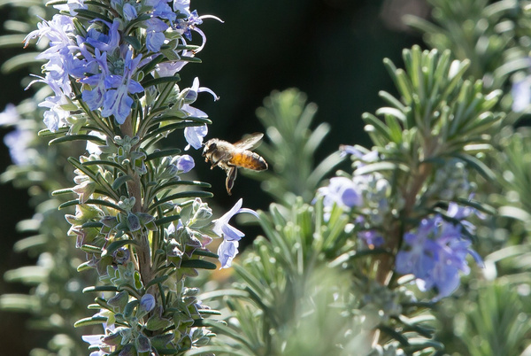 Biene auf Rosmarin