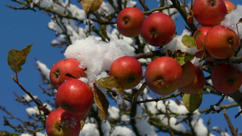 Lammersiek Fruchtsaftkelterei