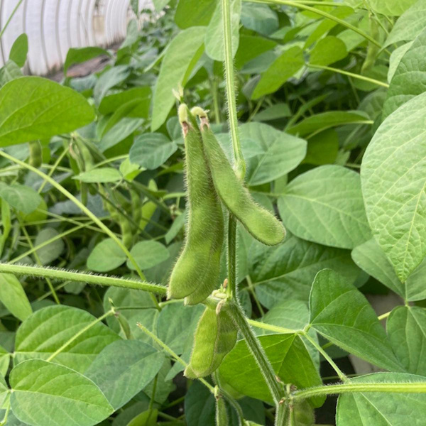 Produktfoto zu Edamame
