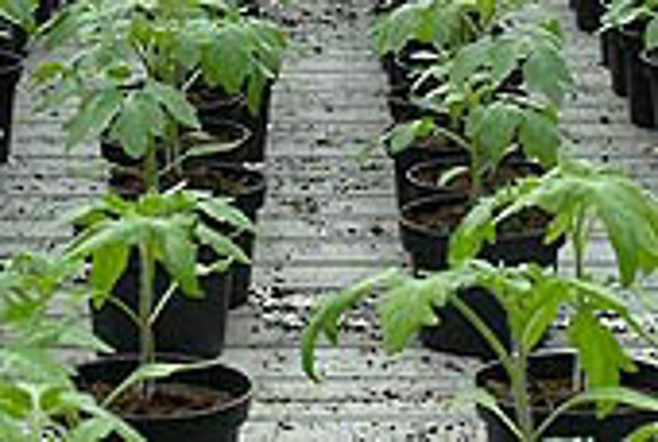 Produktfoto zu Cocktailtomate bunt, Jungpflanze