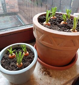 KI generiert: Das Bild zeigt zwei Blumentöpfe auf einer Fensterbank, in denen Karotten abgeschnitten und in Erde eingepflanzt sind. Die Karotten zeigen bereits grüne Triebe.