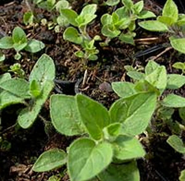 Produktfoto zu Topf Oregano