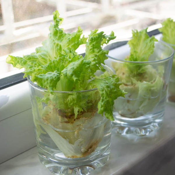 KI generiert: Das Bild zeigt Salatköpfe, die in Wassergläsern auf einer Fensterbank wachsen. Die Szene vermittelt den Eindruck von selbstgezogenem Grünzeug in einem häuslichen Umfeld.