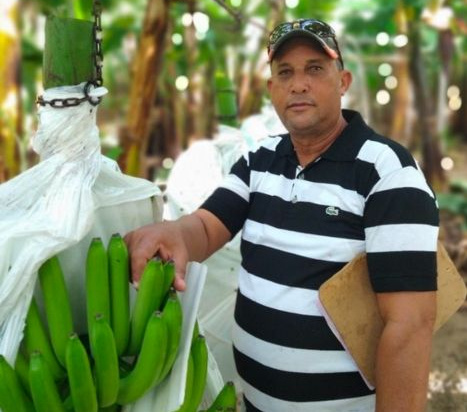 Bananenstauden von Milagros