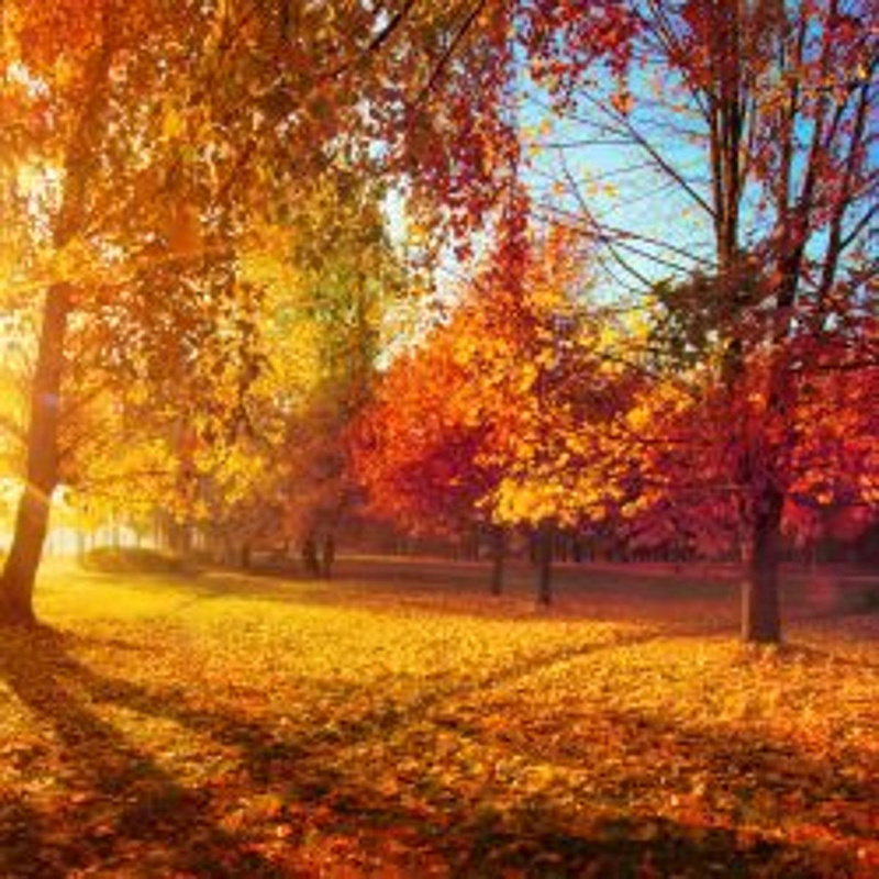 Goldener Herbst!