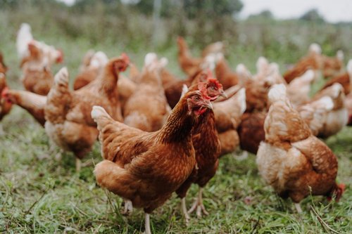 KI generiert: Eine Gruppe von Hühnern steht auf einer grünen Wiese.