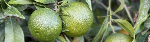 Orangen in grün