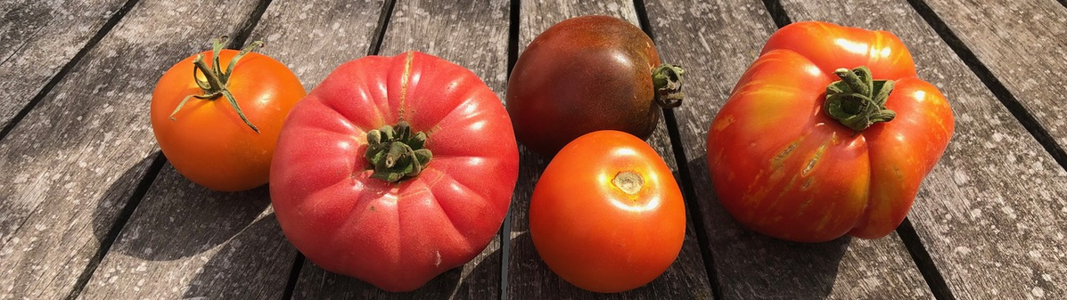 Tomatenvielfalt
