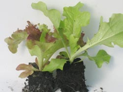 Produktfoto zu Salat, Jungpflanzen (6er)