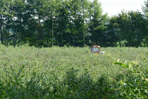 KI generiert: Das Bild zeigt einen Traktor, der durch ein dichtes, grünes Feld fährt. Im Hintergrund ist ein dichter Wald zu sehen.